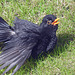 Blackbird sunning itself
