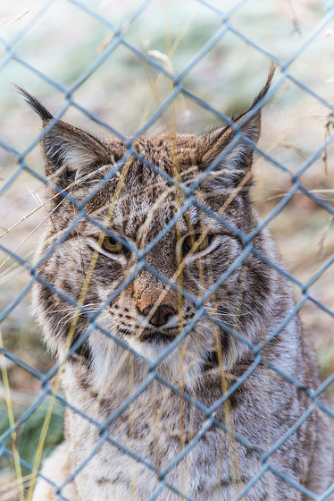 Lynx lynx (PiP)