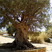 Olive-tree of the Temple of June.