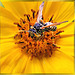 "Meine Blüte..." My sunflower... ©UdoSm