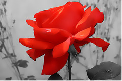Rose rouge tranchant