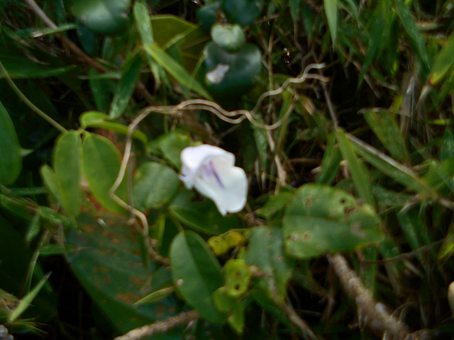 DSCN2098 - Condylostylis candida, Fabaceae Faboideae