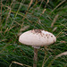 Mushroom at Burton Point
