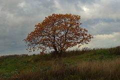 Eenzame boom in het Munnikenland