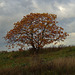 Eenzame boom in het Munnikenland
