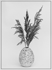 Vase with Common Reed Grass