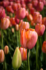 Tulips at Boston Common