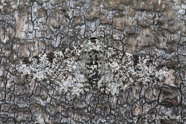 Biston betularia (The Peppered Moth )