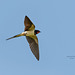 Barn Swallow / Boerenzwaluw (Hirundo rustica)