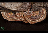 78/366: Shelf Fungus