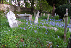 bluebells in the old cemetery