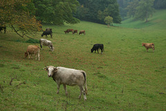 Pastoral scene with cattle