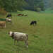 Pastoral scene with cattle
