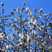 At last blue sky to show off the blossom