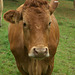 Brown bullock with clipped ears
