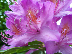 Au coeur...Rhododendron...