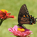 Tiger Swallowtail black form