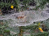 Dewy web on gorse
