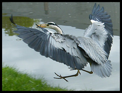 flying heron with fish