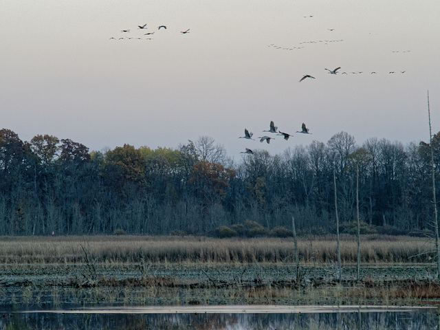 Cranes Over the Marsh