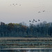 Cranes Over the Marsh