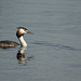 Great-creasted Grebe