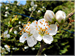 Au jardin: Fleurs de Prunier avec note
