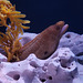 Goldentail Moray Eel (Explored)