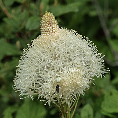 Bear Grass with Crab Spider and prey