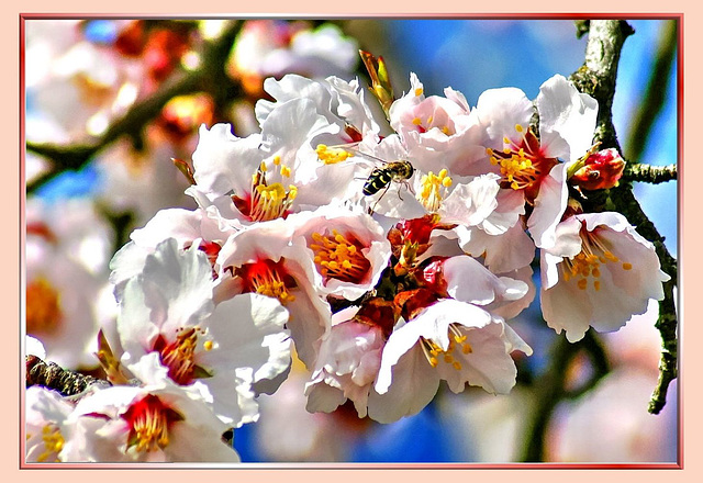 Blossoms of the almond tree... ©UdoSm