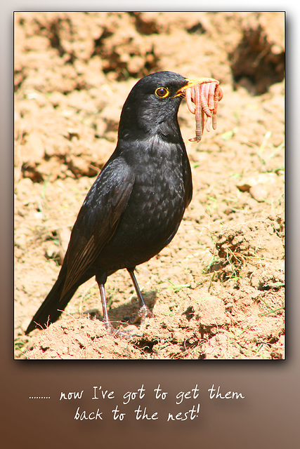 Blackbird & worms