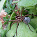 Wolf Spider with Egg Case