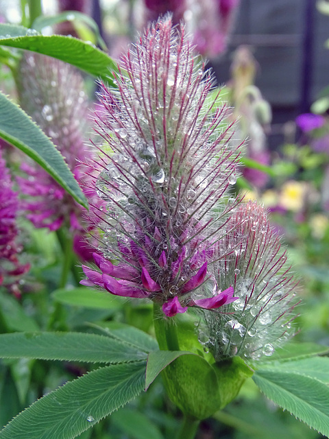 Trifolium rubens in the rain