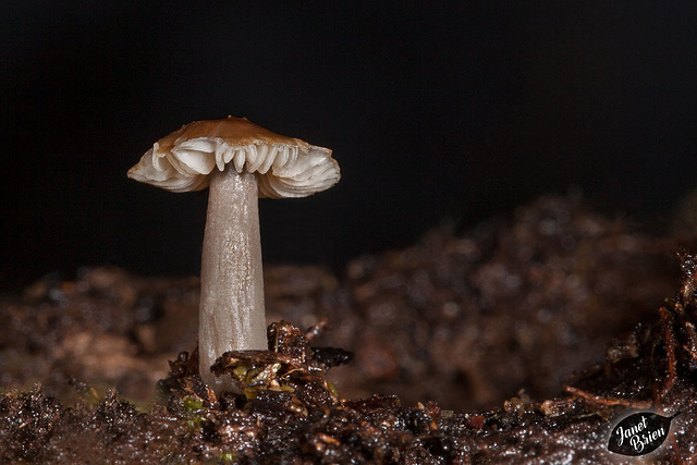 249/366: Stout Little Mushroom