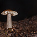 249/366: Stout Little Mushroom