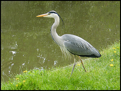 heron on the canal bank