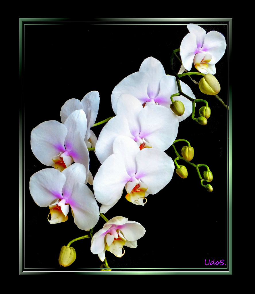 White orchids... ©UdoSm