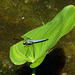 Common pondhawk on Pontederia leaf