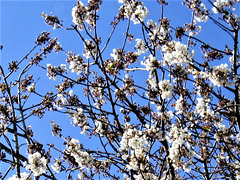 There is something magical with blossom and blue sky