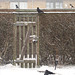 Jackdaws and magpies in snow