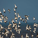 Birds in flight, Hoylake shore.6jpg