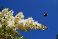 Bumblebee flying around a branch of meadowsweet
