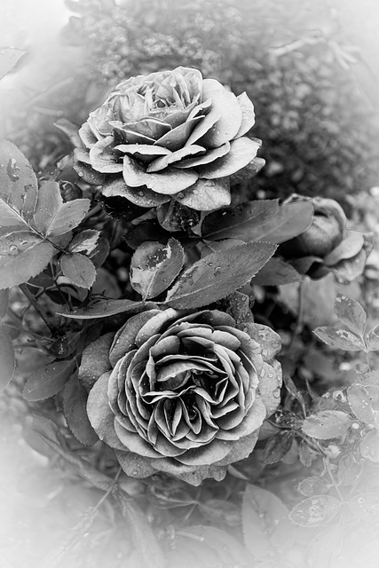 roses in black & white
