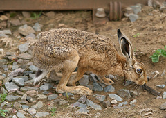 Brown Hare(Lepus capensis) at Willerby Carr Crossing 20th July 2010