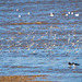 Birds in flight, Hoylake shore.8jpg
