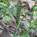 Caterpillar - maybe black swallowtail