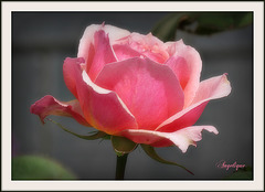 Une belle rose pour vous souhaiter une agréable journée !( On Explore)