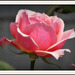 Une belle rose pour vous souhaiter une agréable journée !( On Explore)