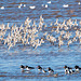 Birds in flight, Hoylake shore.9jpg