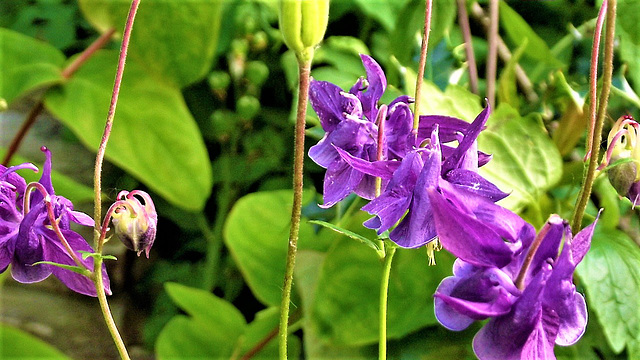 More of the purple acqualegia